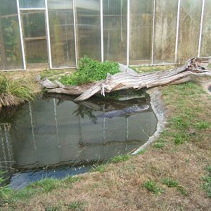 American Alligator outside