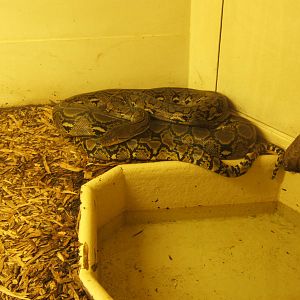 Reticulated Python