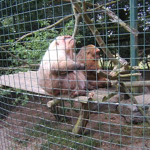 Stump-tailed Macaque