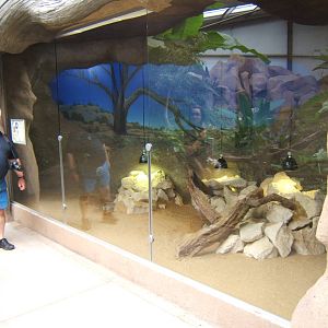 Spiny-tailed monitor exhibit in Eureka