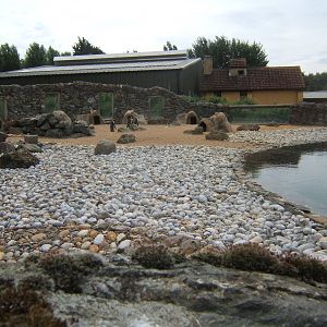 Black-footed Penguin enclosure