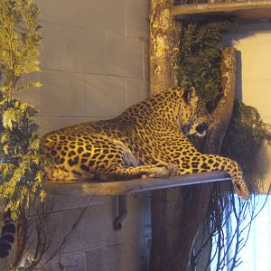 Sri Lankan Leopard