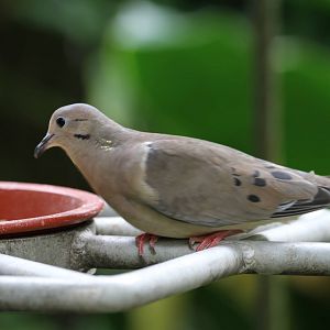Dove / Pigeon ID Please