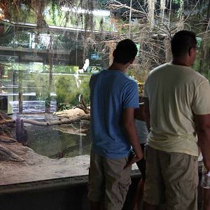 visitors with white gator