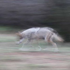 Intensive Management Area