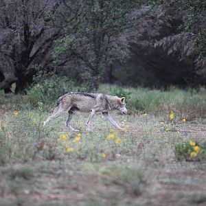 Intensive Management Area