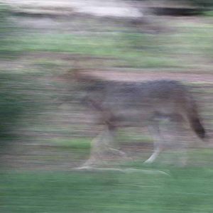 Intensive Management Area