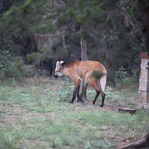 Intensive Management Area