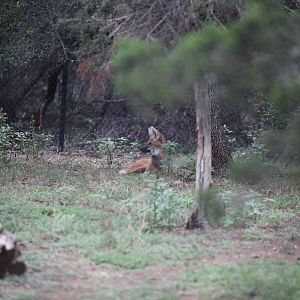 Intensive Management Area