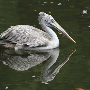 Spot-billed Pelican