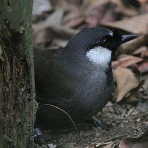 Asian Bird ID Please