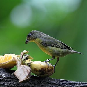 Jungle Jewels Bird ID Please