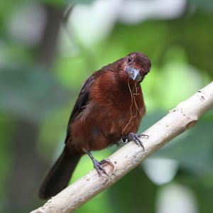 Another Jungle Jewels Bird ID