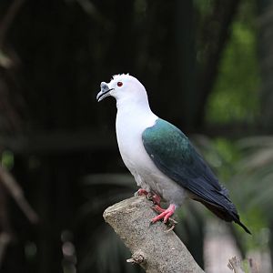 Pigeon ID Please