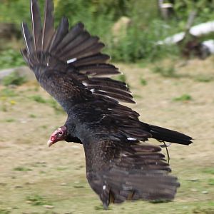 Turkey vulture