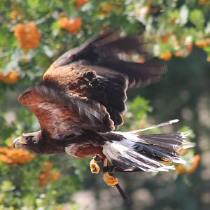 Harris hawk