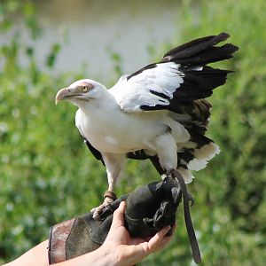 Palm vulture