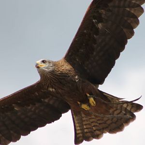 Black kite
