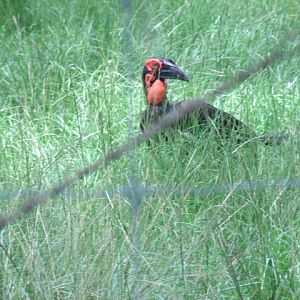 Southern Ground Hornbill