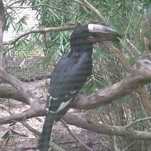 Trumpeter Hornbill