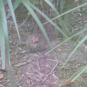 Yellow-Necked Francolin