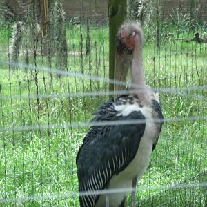 Marabou Stork