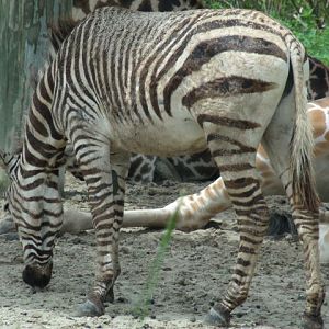 Hartmann's Mountain Zebra