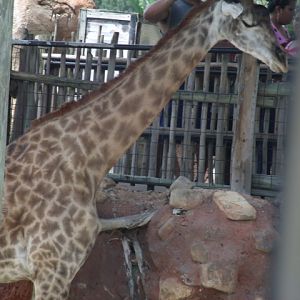 Masai Giraffe