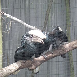 Silvery-Cheeked Hornbill