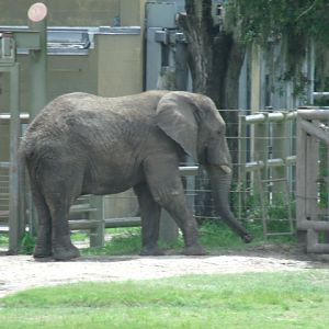 African Bush Elephant