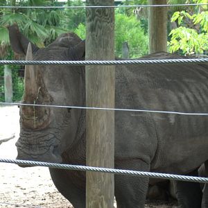 Southern White Rhinoceros