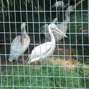 Great White Pelicans