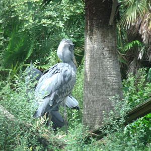 Shoebills