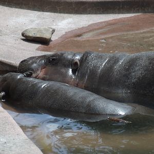 Pygmy Hippopotamus