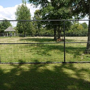 Roosevelt Elk exhibit