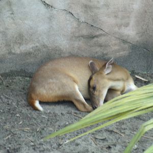 Reeve's Muntjac