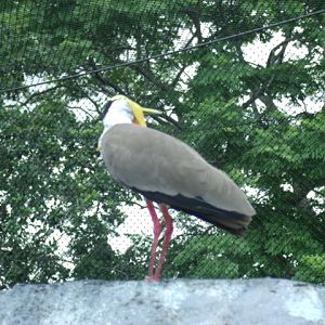 Masked Lapwing