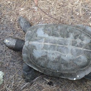 Giant Asian Pond Turtle