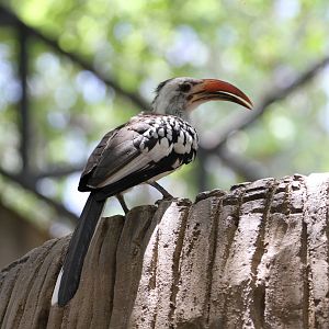 Von der Deckens Hornbills?