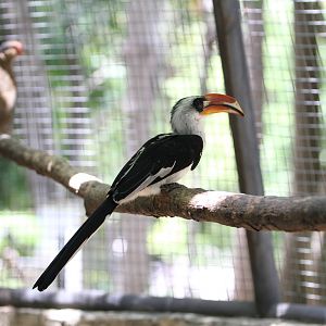 Von der Deckens Hornbills?