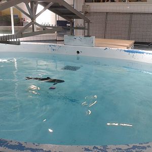 rehab-enclosure porpoise
