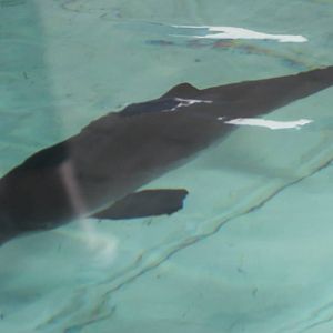 Porpoise in the rehab