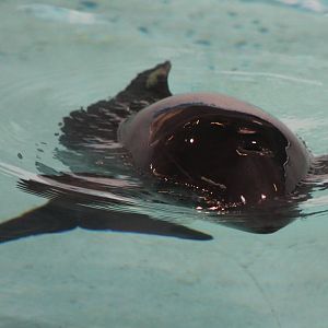 Porpoise in rehab-enclosure