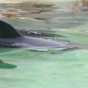 Porpoise in the outside-enclosure