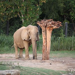 Safari Nights, July 27, 2013.