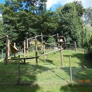 Columbian Black Spider Monkey Exhibit