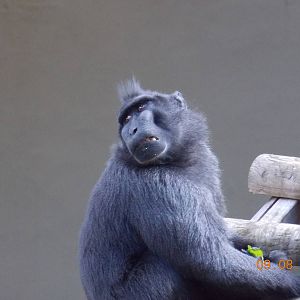 Sulawesi Crested Black Macaque
