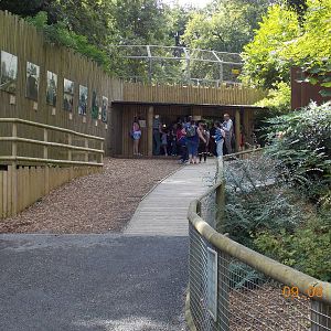 New(ish) Tiger viewing