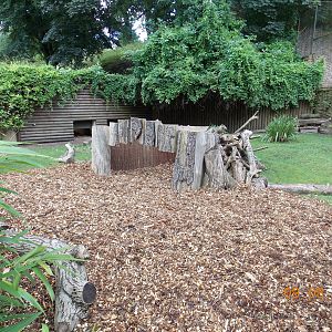 African spurred tortoise exhibit