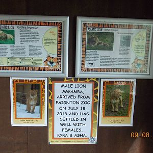 New male Asiatic Lion